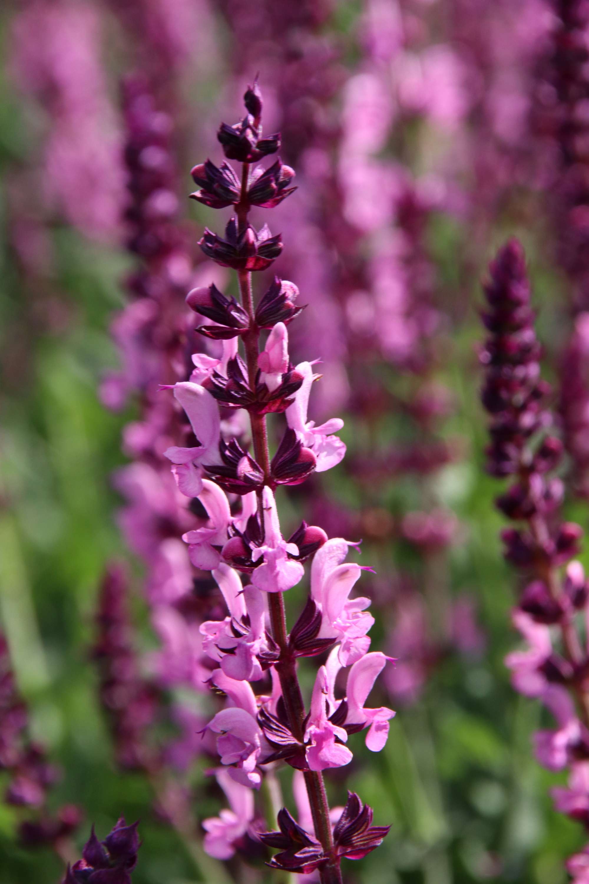 Stäppsalvia 'Sensation Rose'